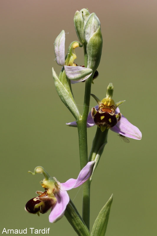 00863 Maison Année 2021 - Juin 2021 - Ophrys abeille - Pied 10