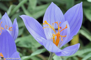 Crocus d'automne