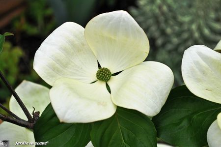 Cornus-Venus