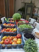 13-tomates, haricots, framboises, mûres, concombres, courgettes (1)