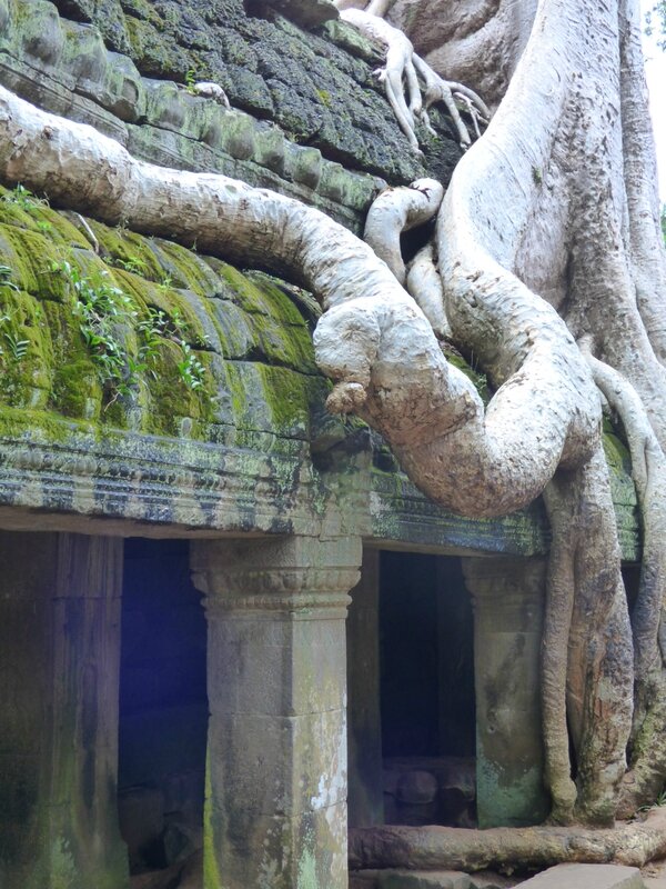 cambodge mamou novembre 2013 772