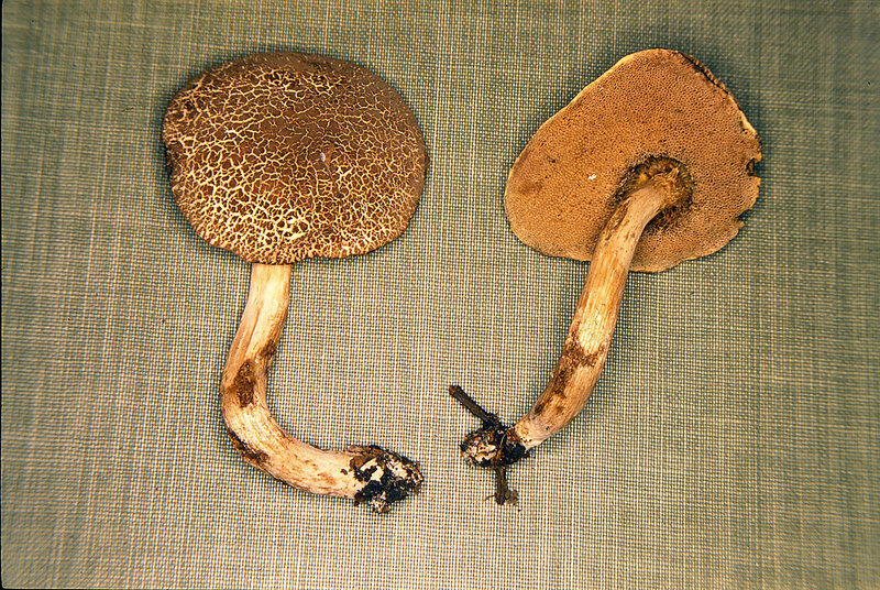 Tylopilus fumosipes 1999 0917 (3)