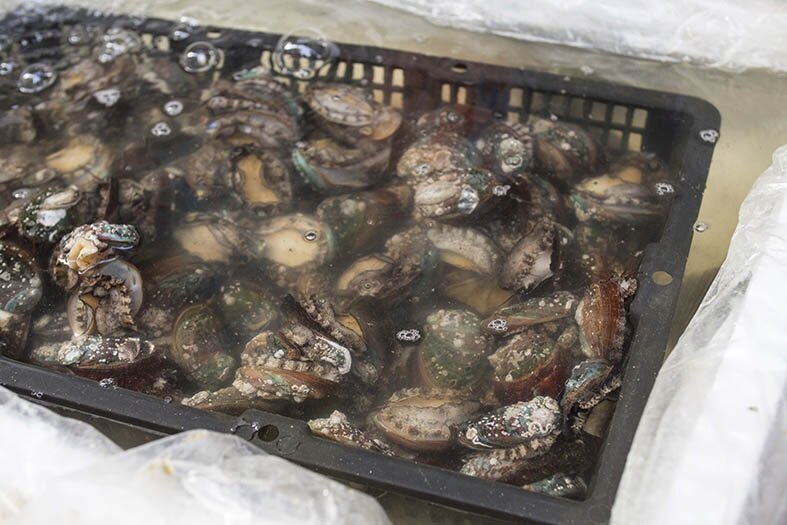 abalones