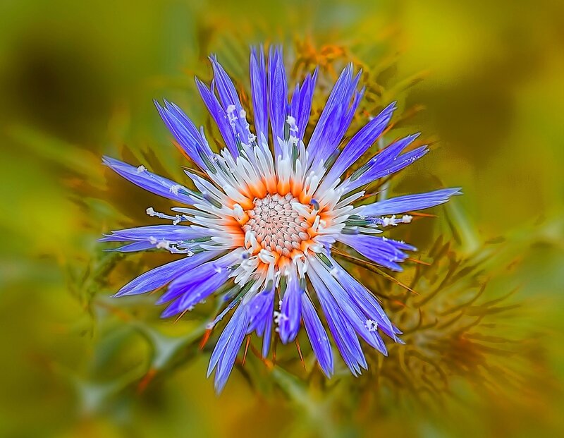 fleur bleue2