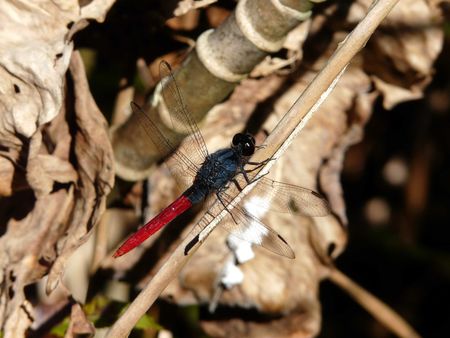 Erythemis peruviana (mâle)