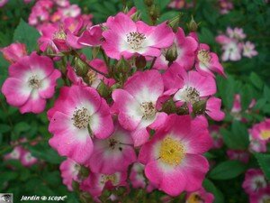 Rosier Mozart