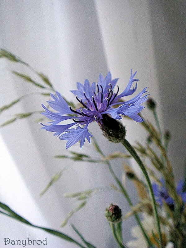 bleuet
