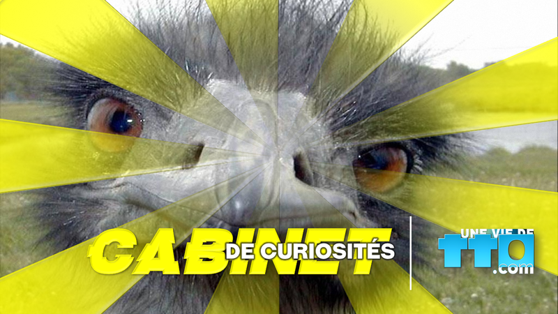 2019 - CABINET DE CURIOSITES