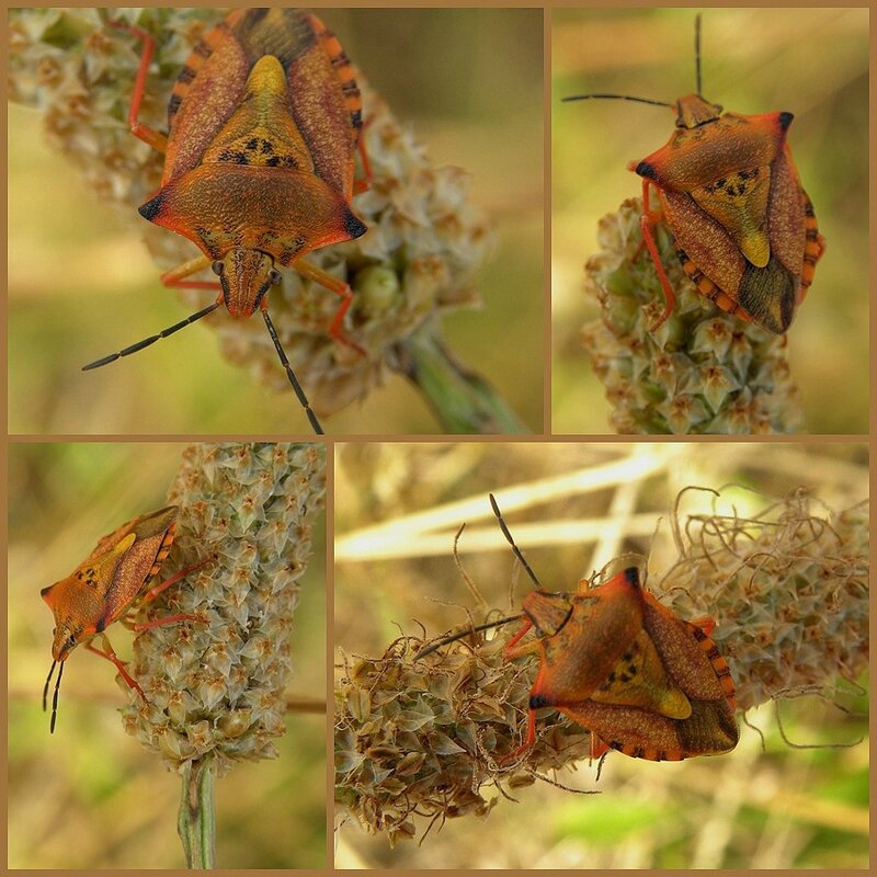 Pentatome (carpocoris pudicus)