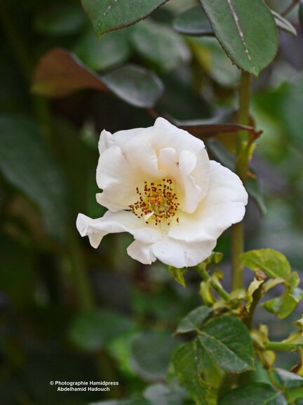 Fleur blanche2