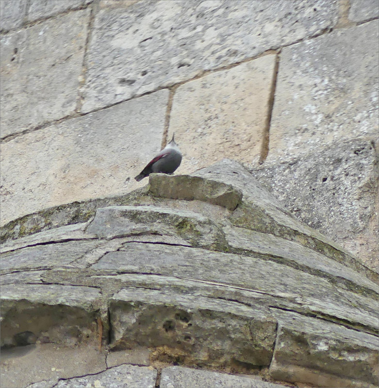 Oiseau tichodrome donjon Niort 271122 12 ym