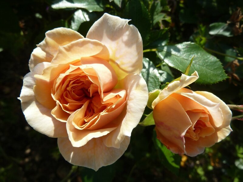 garden of roses 2