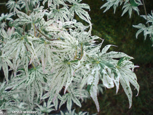 9413_Acer_palmatum
