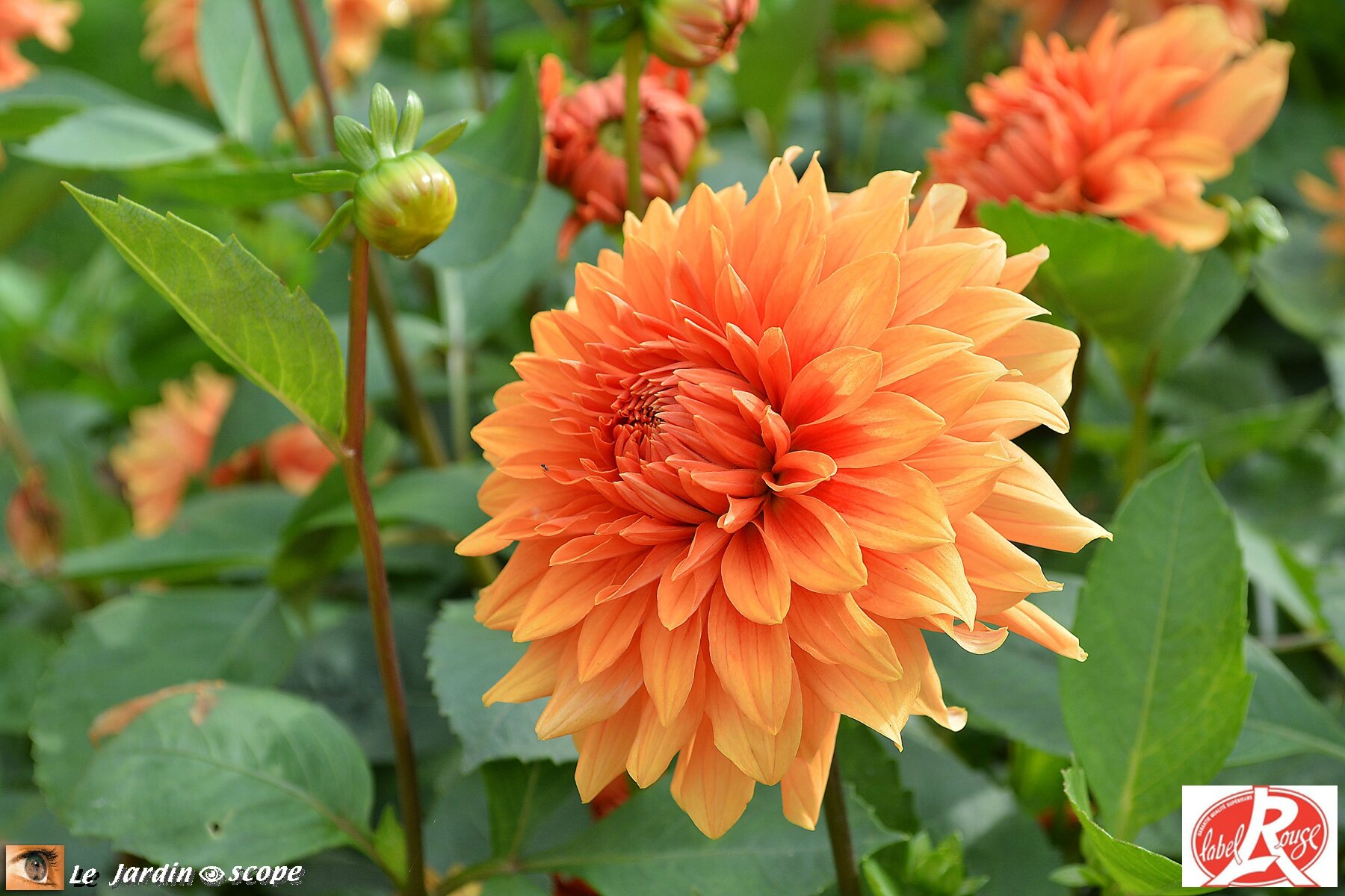 Dahlia Chateau-d'Urville (Label Rouge)