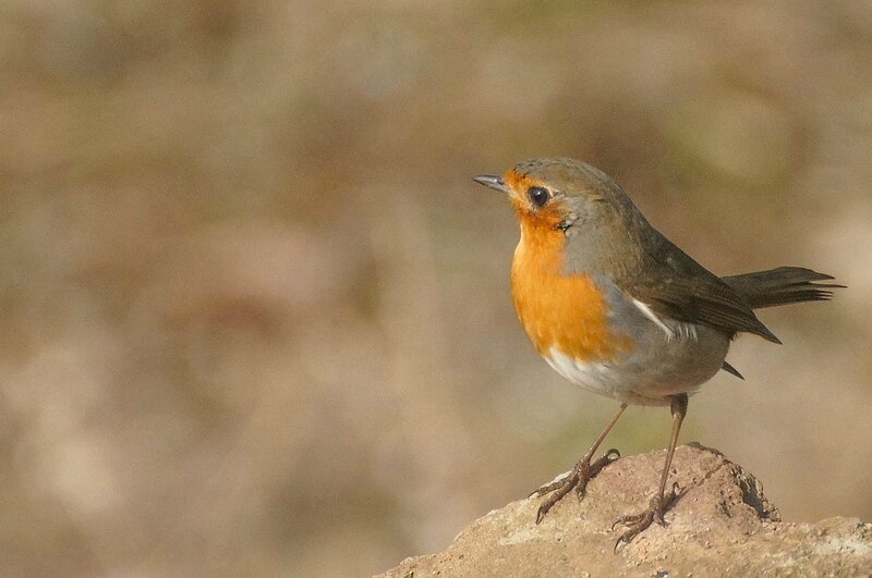 Rouge gorge perché