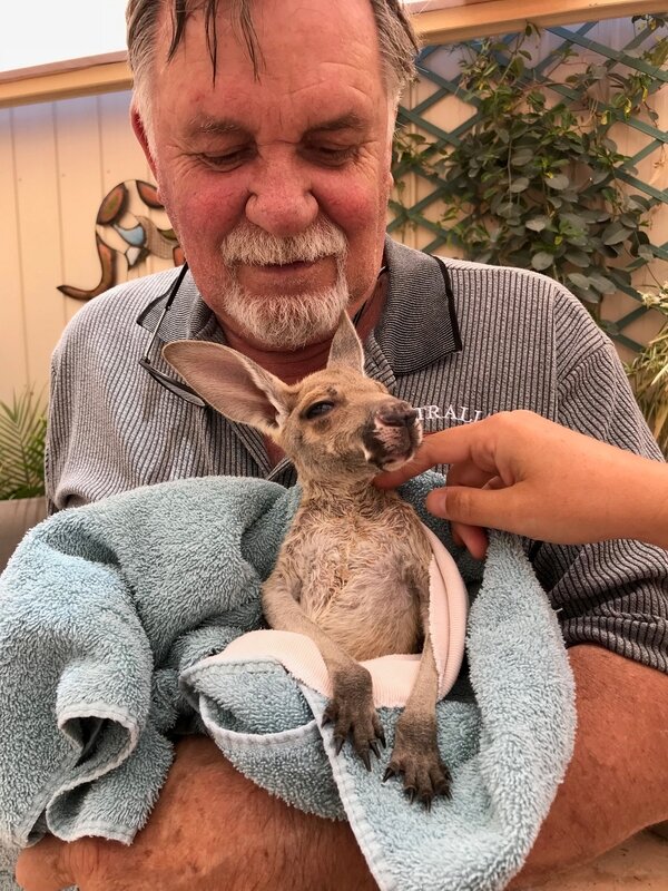 Bébé kangourou