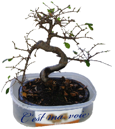 bonsai01b