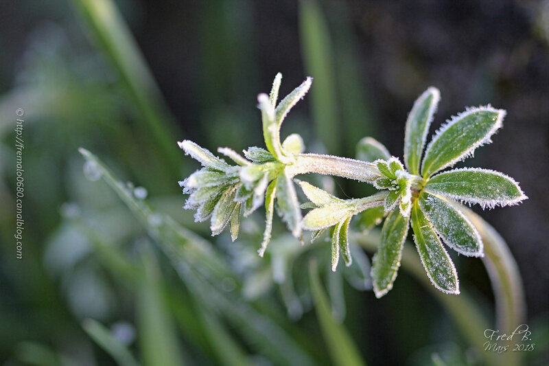 Galium sp