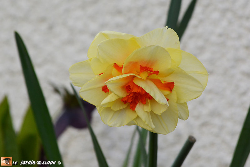 Narcisses doubles Tahiti