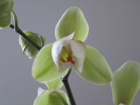 orchid_e2011_127