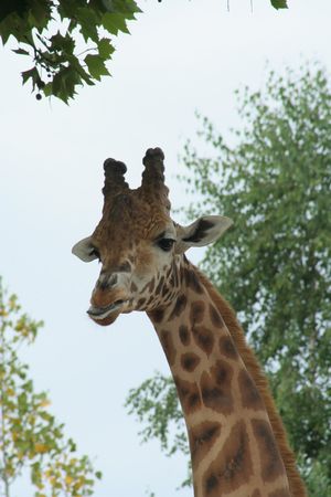 Girafe_04
