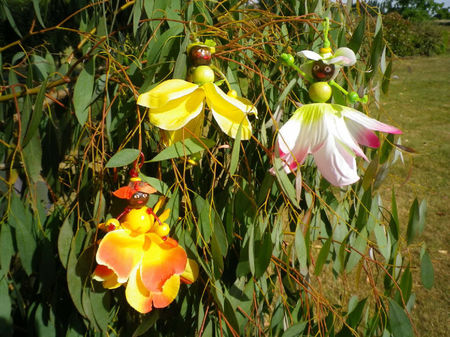 poupéesfleursvylsie02