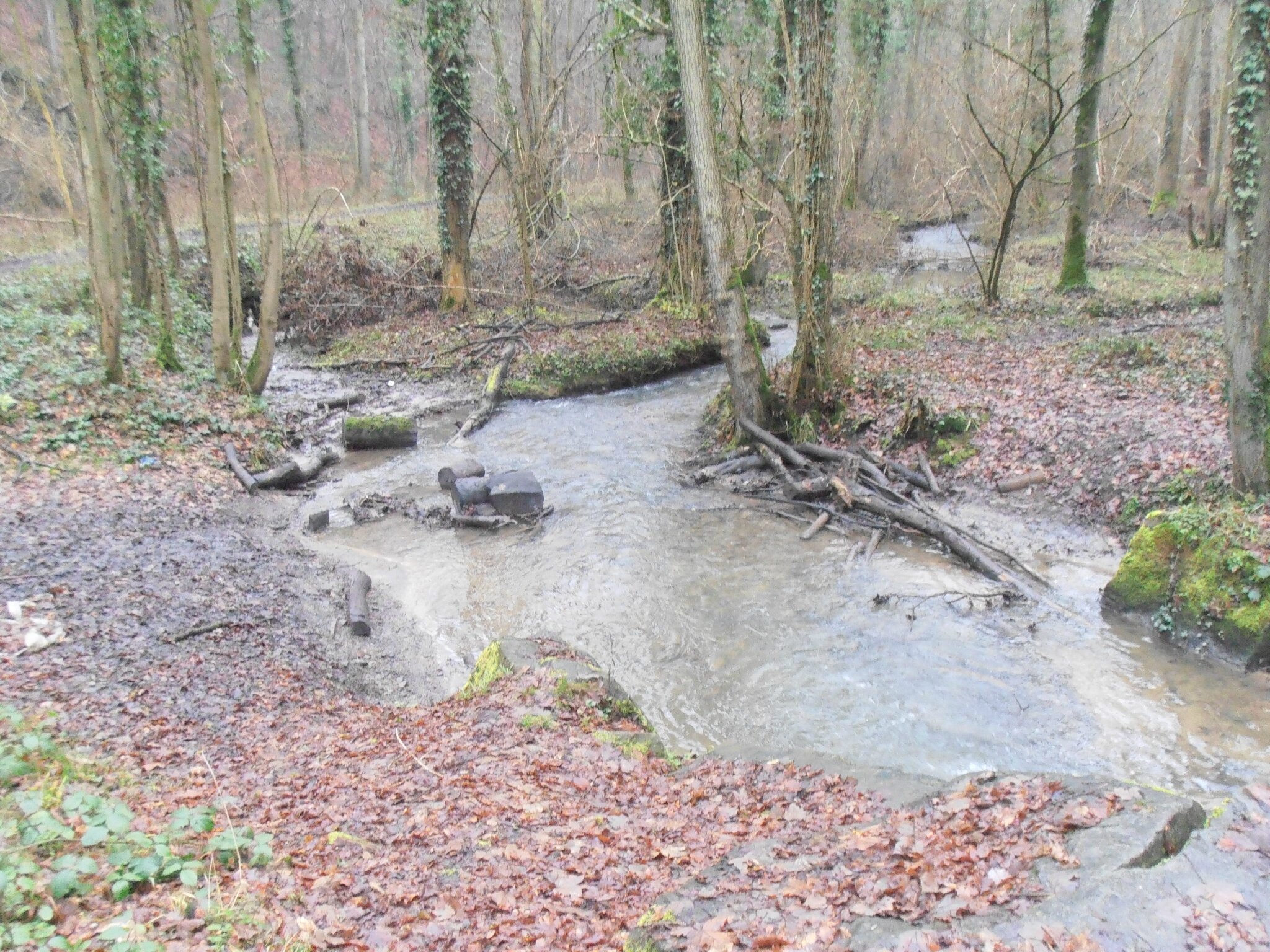 Bois de Colfontaine - Ruisseau d'Elwasmes - 20130106_26