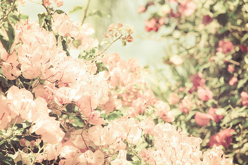 we_heart_it_cherry_blossom_2