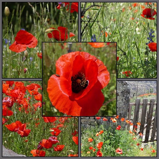 coquelicots page