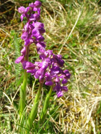 orchis bouffon ROUGE 721