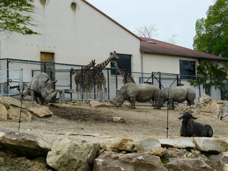 29-Zoo de Beauval (33)