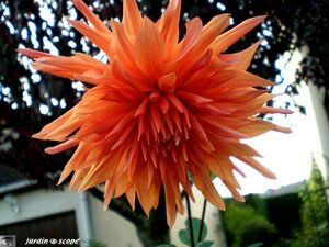 Dahlia_Nez_Rouge