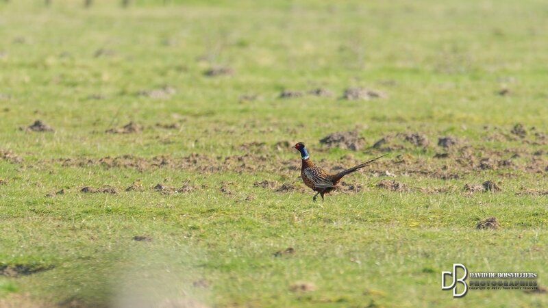 Faisan de Colchide (Phasianus colchicus - Common Pheasant)