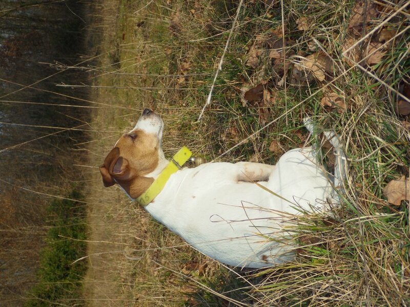 petite jack russel 6 ans