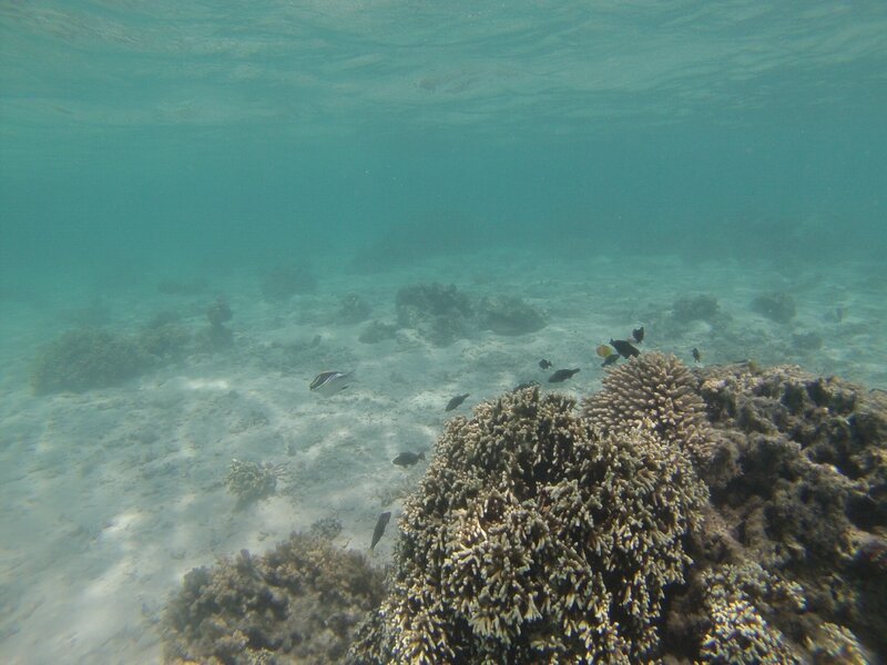 Exmouth - Snorkeling 22 nov (41)