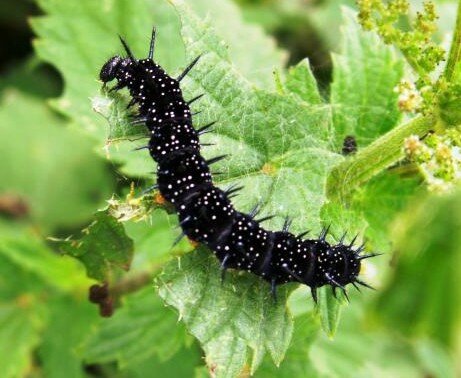 chenille du paon de jour