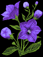 fleurviolette