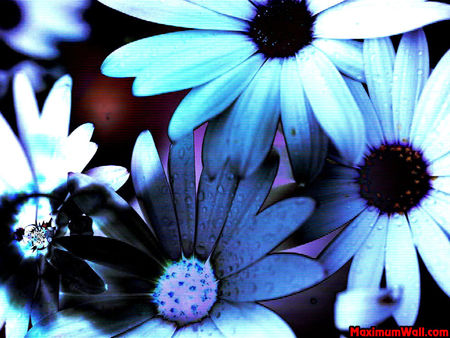 photo_fond_ecran_wallpaper_nature_fleurs_bleues_009