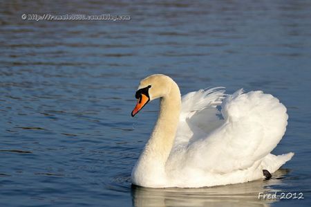 IMG_0835-signée