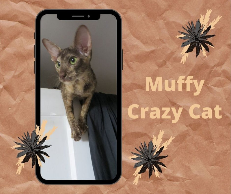 Muffy Crazy Cat
