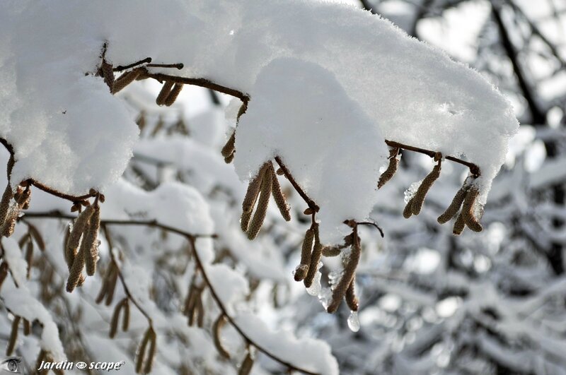 Arbuste sous la neige