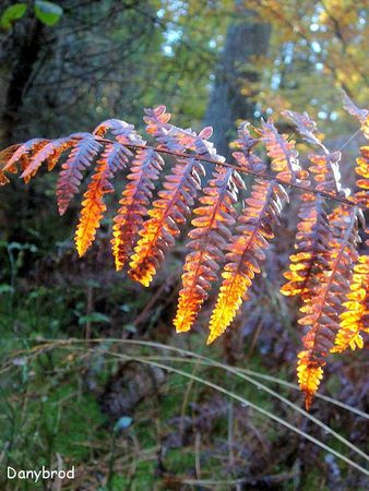 foret epinal2