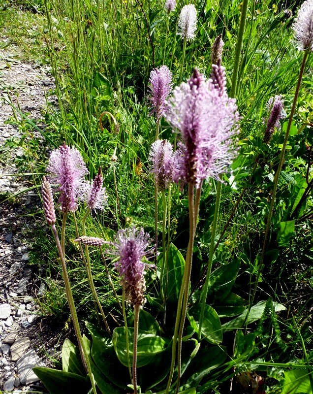 plantain