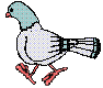 pigeons1