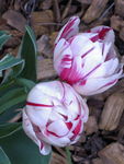 tulipes_rouge_et_blanche