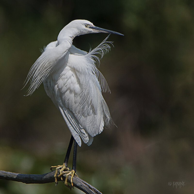 Aigrette lissage de plumes