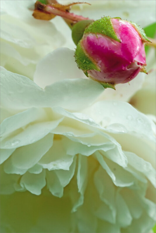 SM Rose blanche et rose rouge pluie 070619