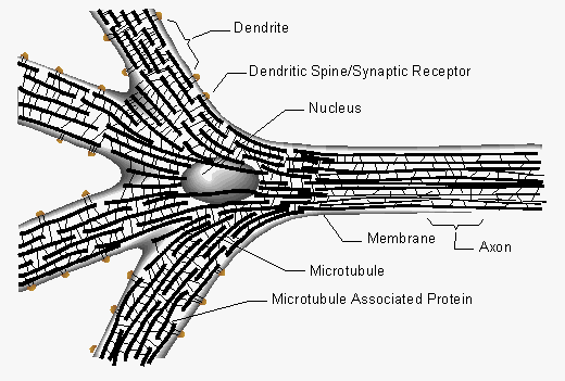 dna-mtps