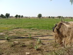 Jour_7__Jaisalmer__dunes_de_Zabiya__14_