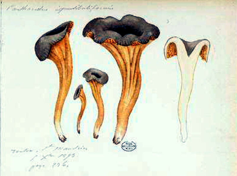 p 91b Cantharellus infundibuliformis 5 Xbre 1893 Toulon St Mandrier